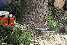 Best Stump Grinding and Removal  in Clayton, NC