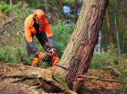 How Our Tree Care Process Works  in  Clayton, NC