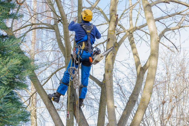 Trusted Clayton, NC Tree Care Experts