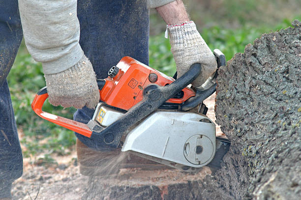 Best Hedge Trimming  in Clayton, NC