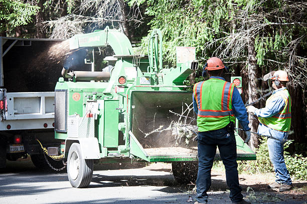 Best Fruit Tree Pruning  in Clayton, NC