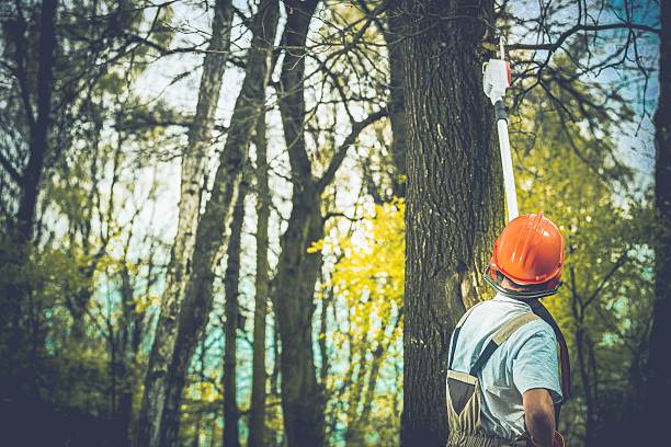 Best Lot and Land Clearing  in Clayton, NC